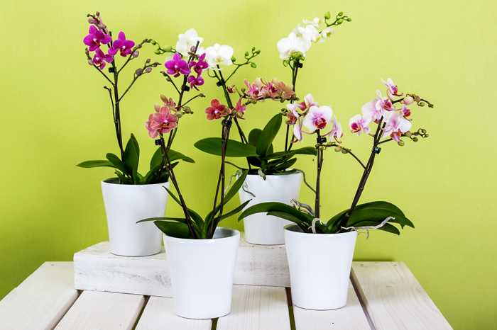 Орхидея из семян: посев в домашних условиях. советы для начинающих цветоводов