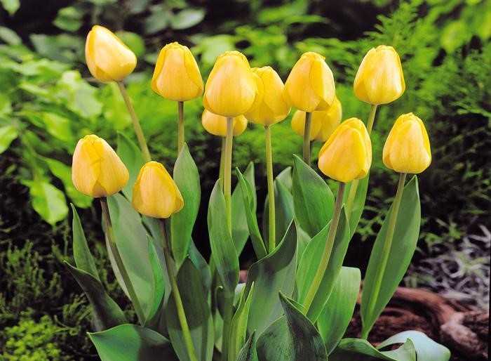 Как вырастить тюльпаны дома в горшке зимой? 16 фото посадка тюльпанов в январе и феврале. можно ли держать их на подоконнике? как их хранить?