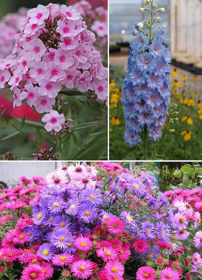 Многолетние цветущие кустарники для сада и огорода: названия и фото