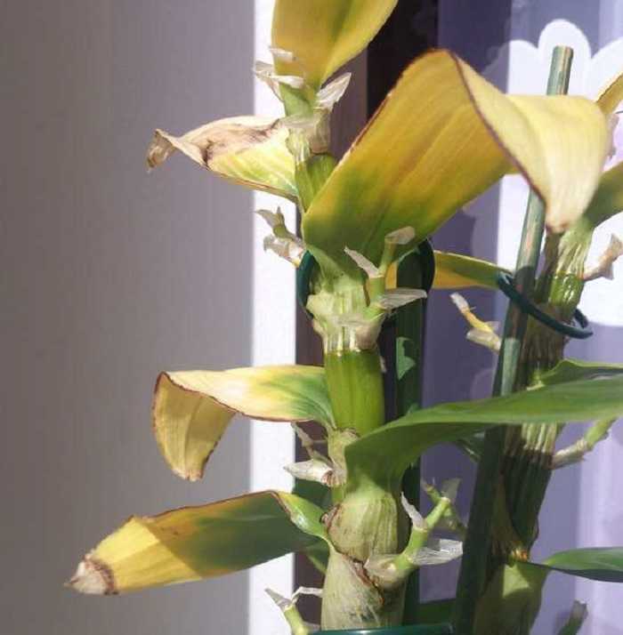 Уход за орхидеей дендробиум нобиле в домашних условиях Что делать после цветения Как ухаживать Размножение Как пересадить Грунт Разновидности
