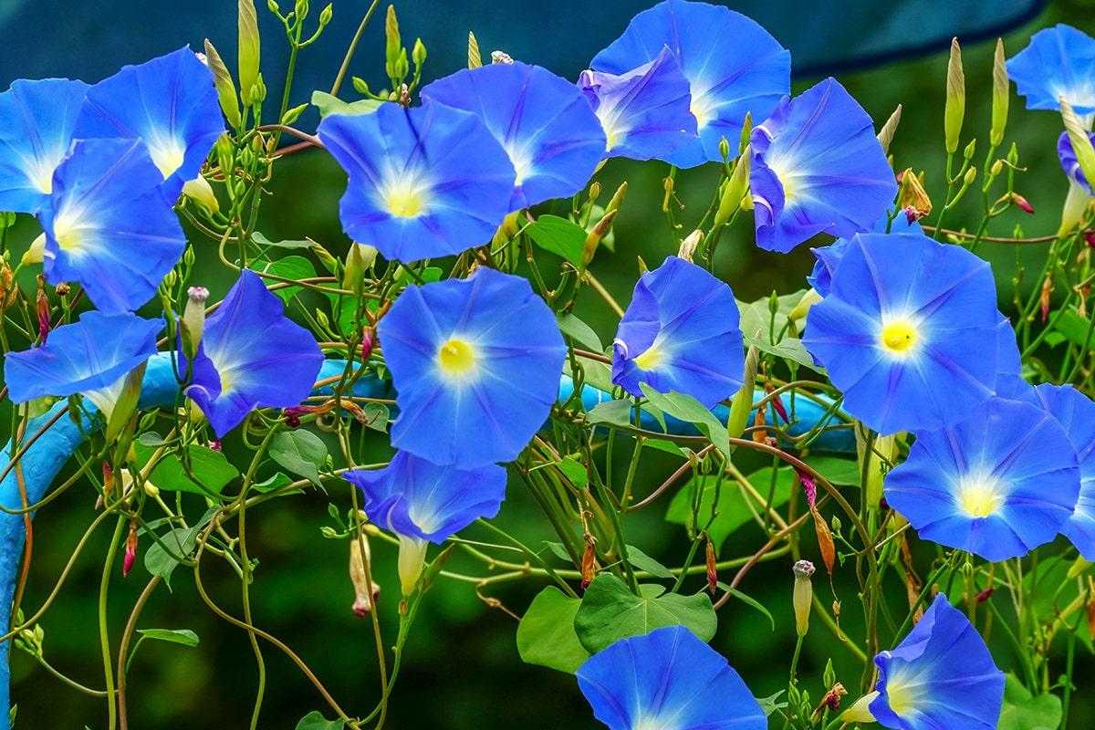 Ипомея (55 фото): посадка семян и уход. как сажать рассаду в открытый грунт в саду? многолетние и однолетние разновидности цветка, ипомея лунноцветущая и «небесно-голубая»