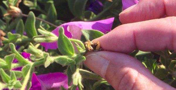 Как вырастить петунию из семян в домашних условиях на рассаду с фото пошагово видео