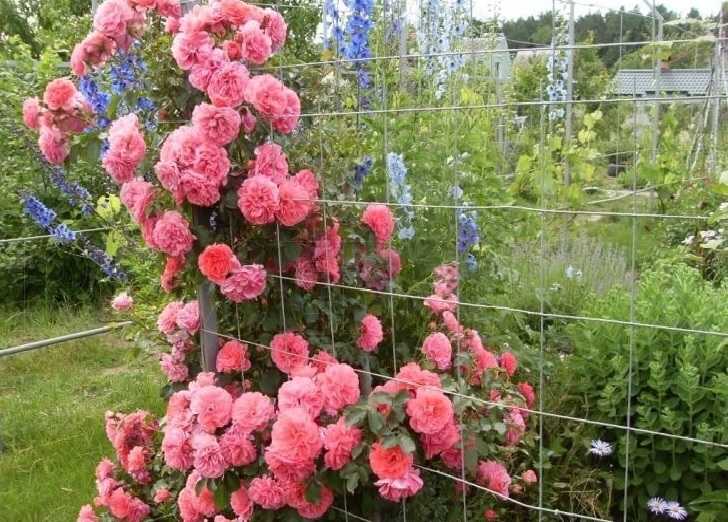 Характеристика и описание садовой розы сорта «боника 82»: фото и отзывы