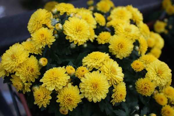 Желтые хризантемы (49 фото): пионовидные и игольчатые цветы, сорта «магнум», «помпон» и «радость», celebrate и «пинаколада»