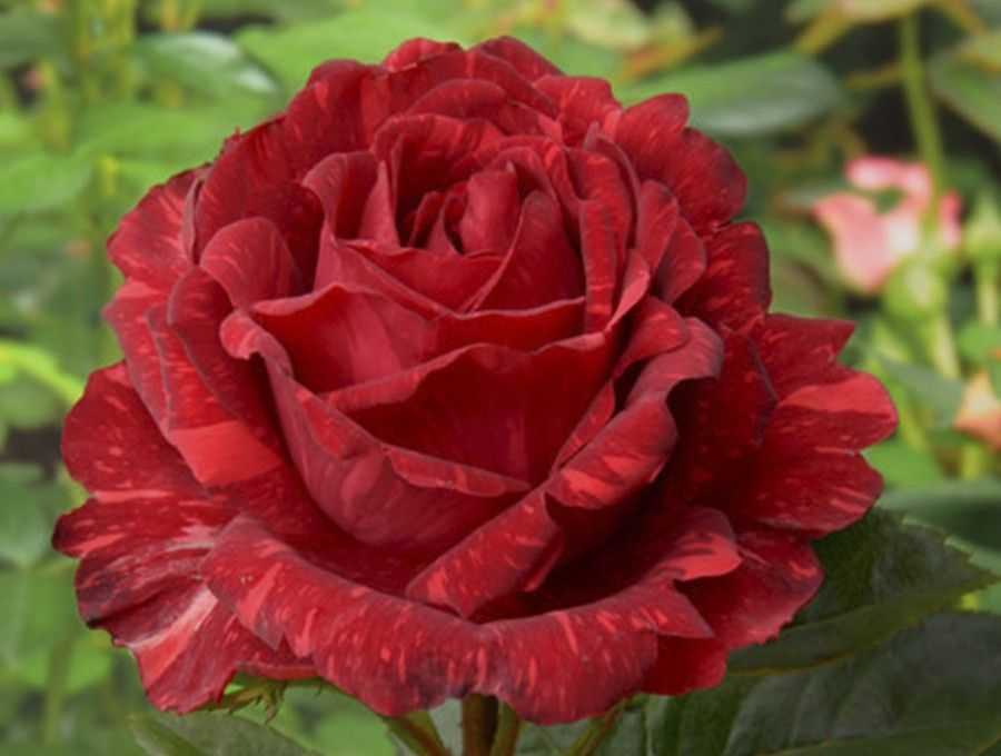 40 сортов чайно-гибридных роз