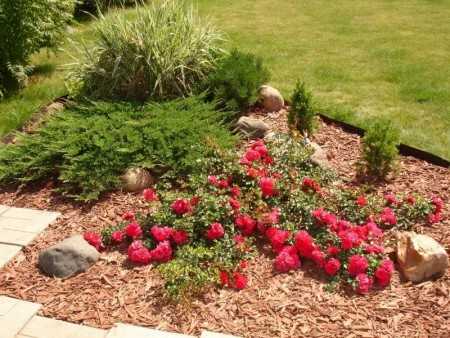 Почвопокровные розы: лучшие сорта, особенности посадки, выращивание и рекомендации по уходу