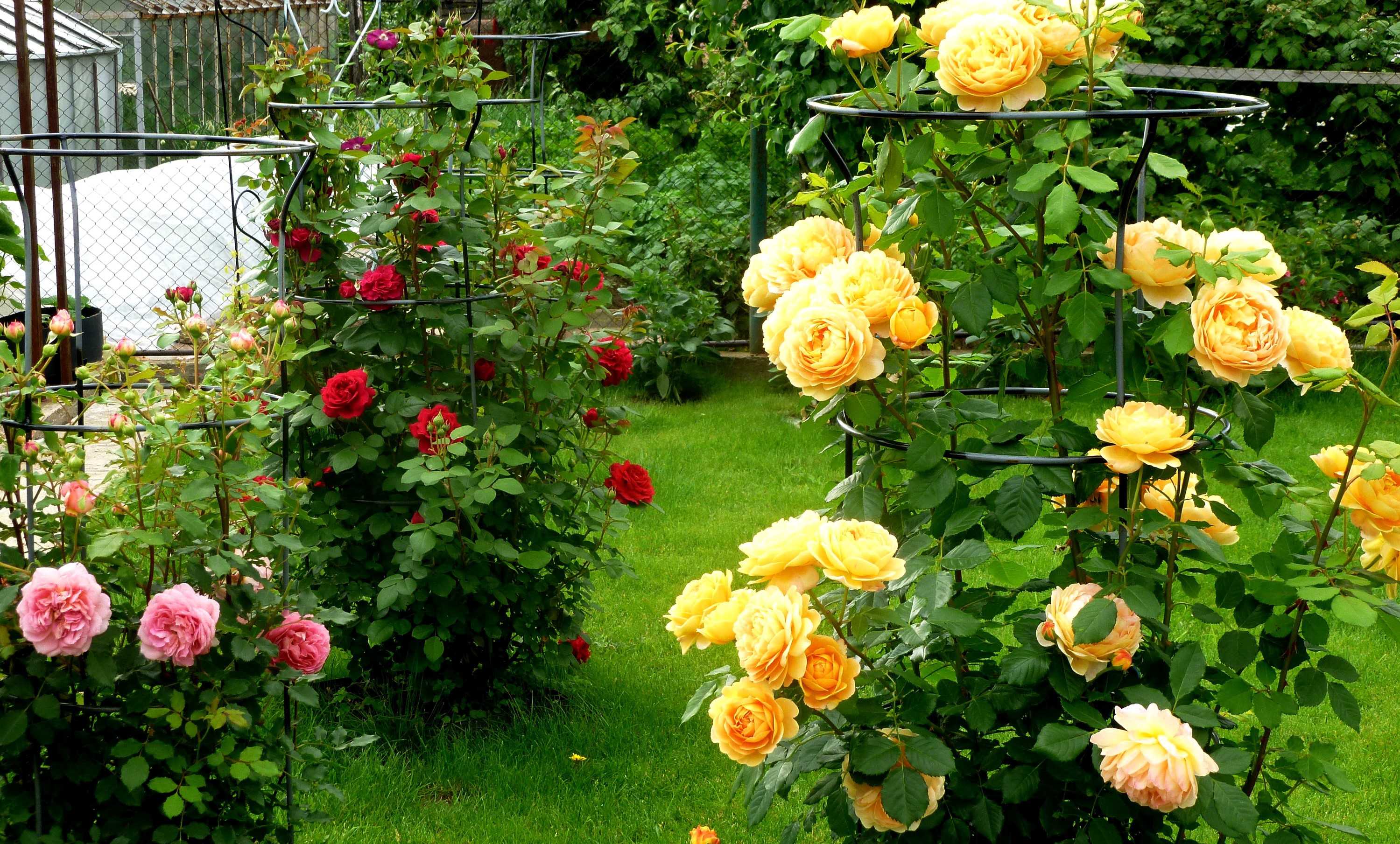 Кустовые розы: все про посадку и уход + советы как правильно выбрать сорт