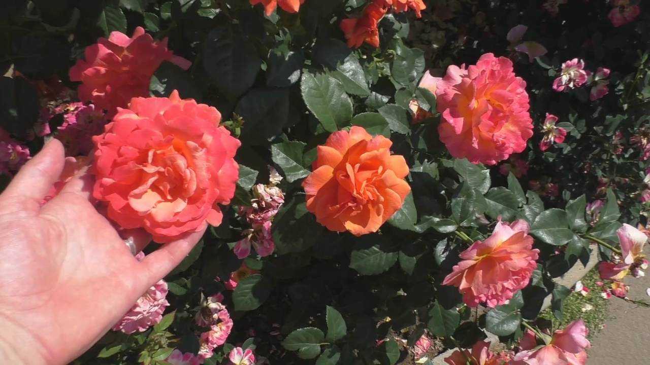 Очаровательная нежность — роза принцесса монако