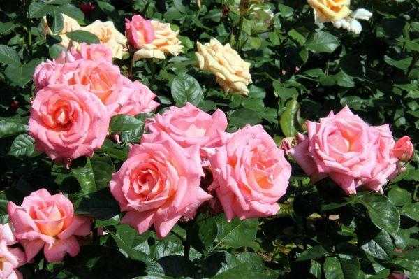 Обрезка роз весной для начинающих и опытных садоводов